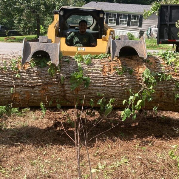 tree service