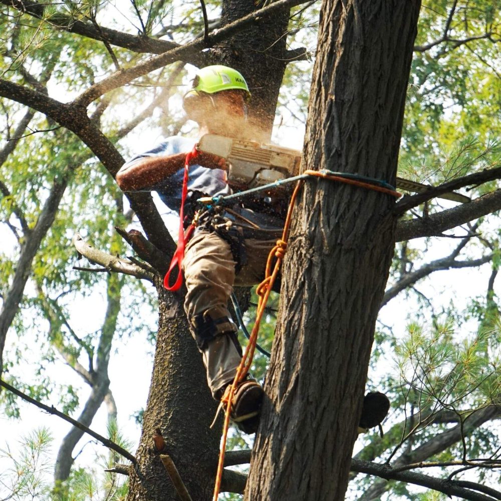 Tree service